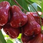 Manfaat Jambu Air untuk Kesehatan Rahasia Segar dari Buah