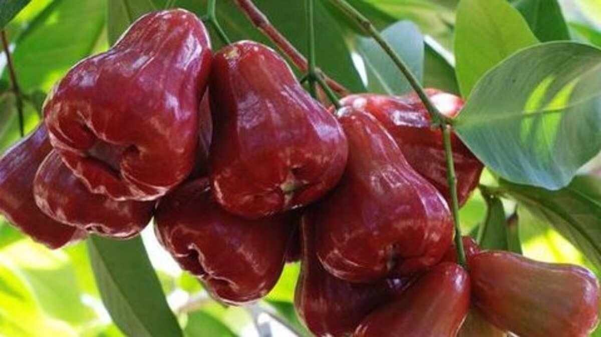 Manfaat Jambu Air untuk Kesehatan Rahasia Segar dari Buah