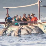 Melihat Lumba-Lumba di Pantai Lovina Bali Berapa Biayanya