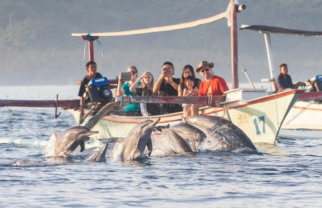 Melihat Lumba-Lumba di Pantai Lovina Bali Berapa Biayanya