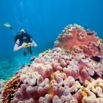 Great Barrier Reef di Australia Berupaya Seimbangkan