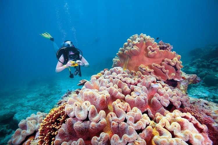 Great Barrier Reef di Australia Berupaya Seimbangkan